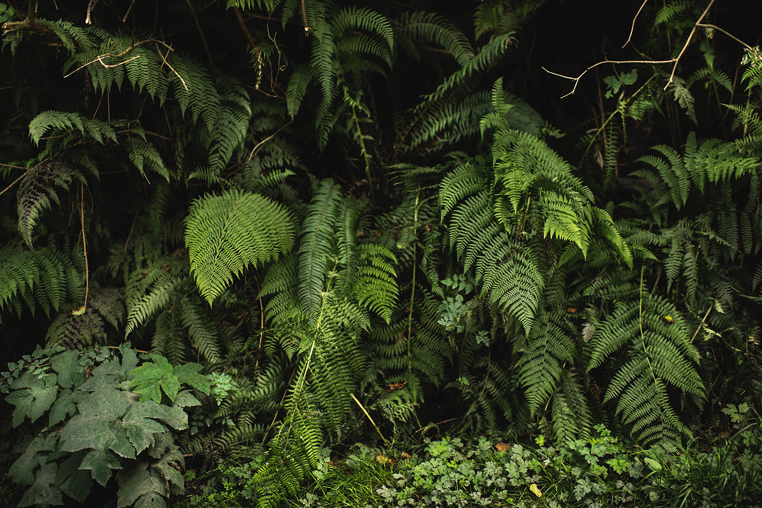 pacific northwest flora