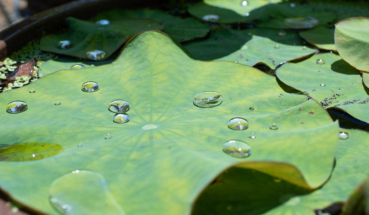 lotus pad