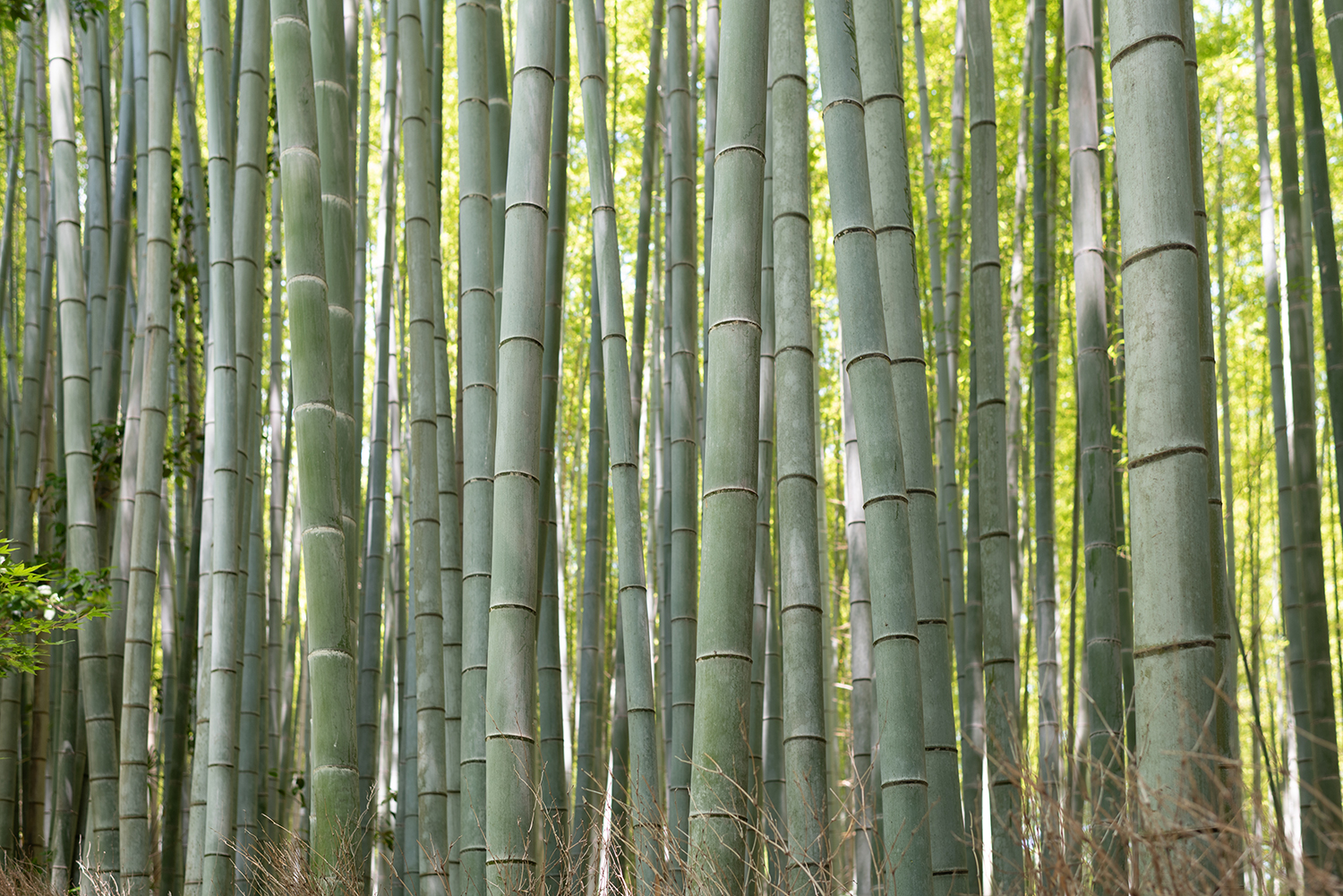 kyoto bamboo