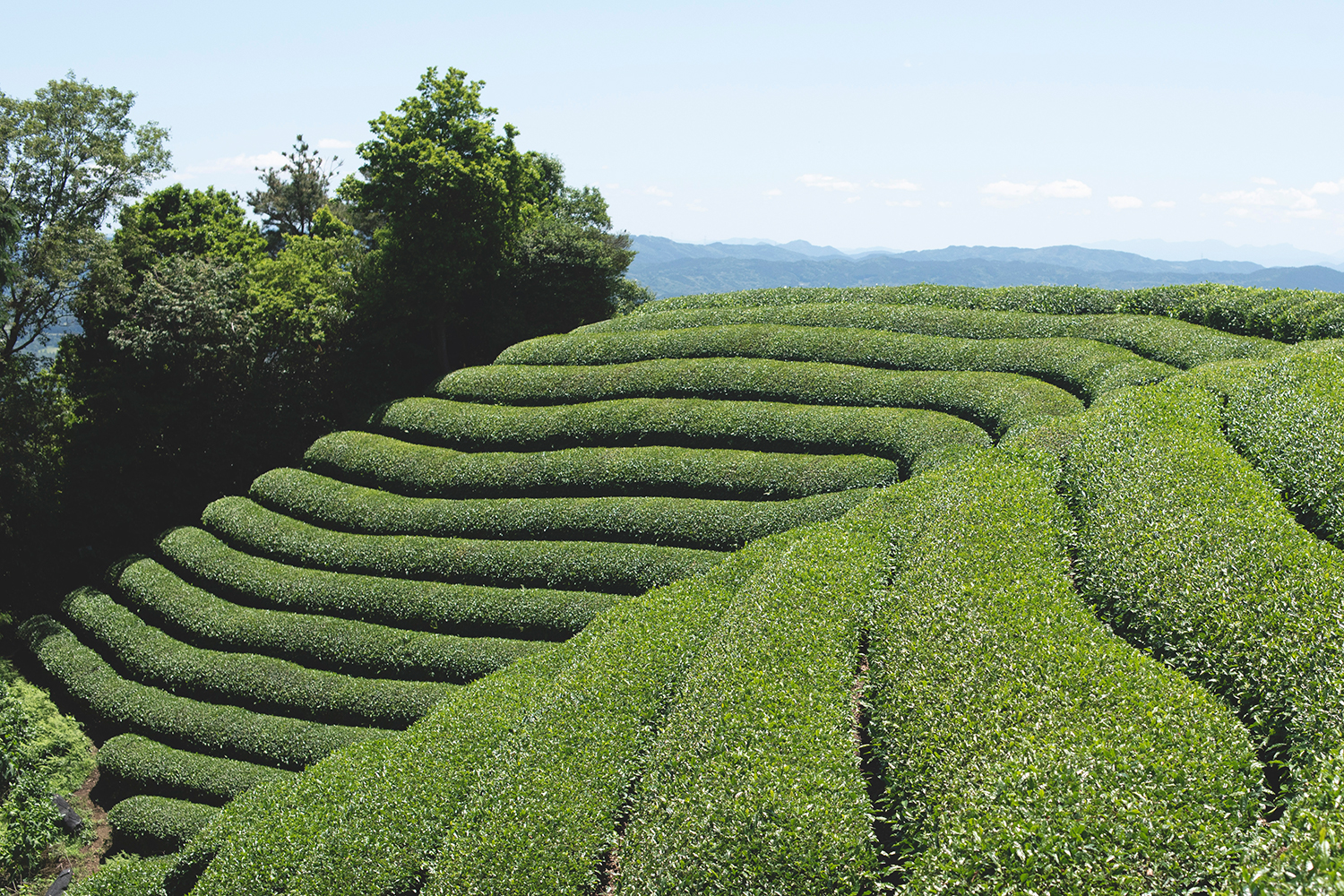 obubu tea fields