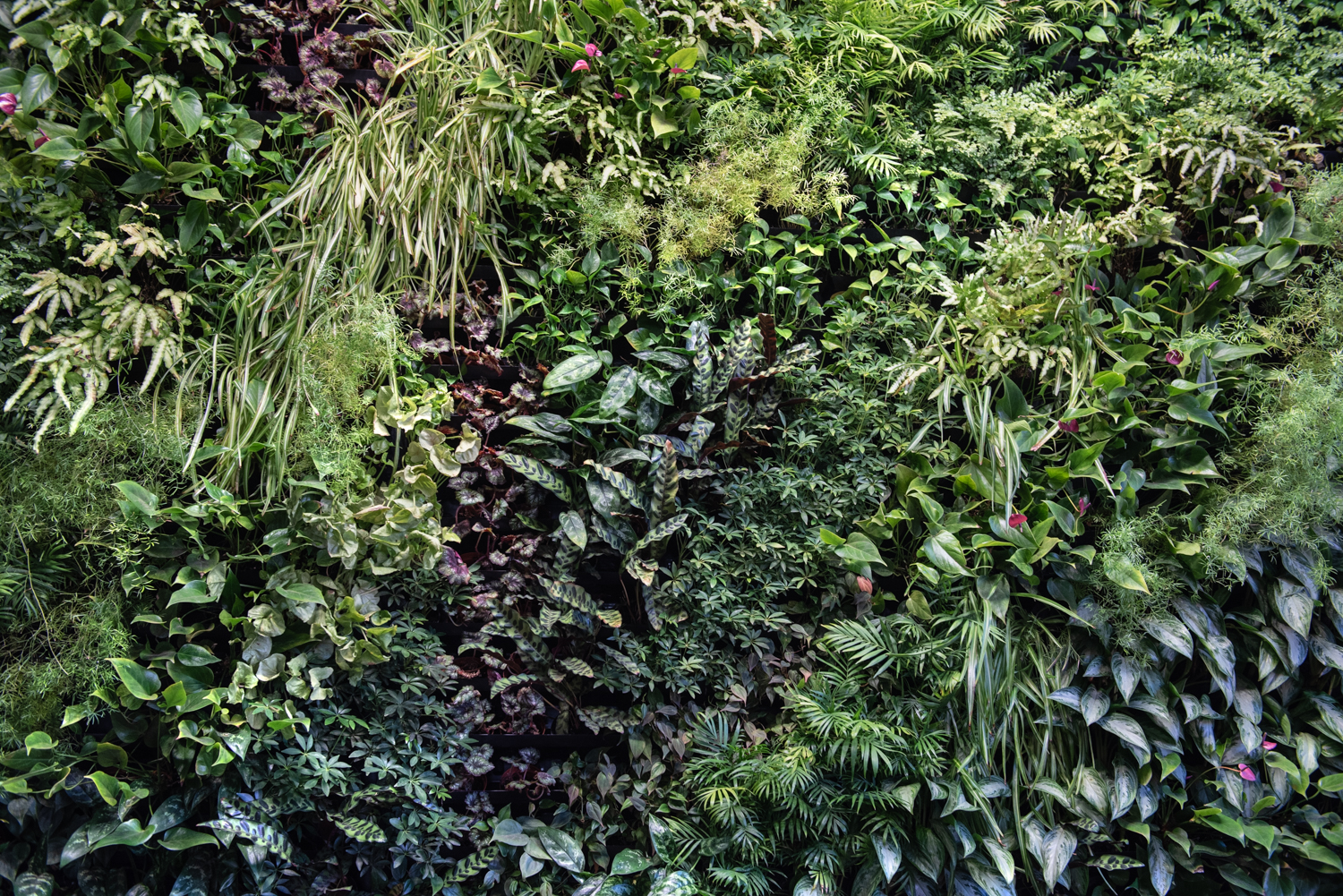 greenery plant wall